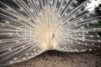 White peacock Pavo Albus bird with its feathers spread