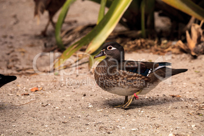 Brown female wood duck Aix sponsa