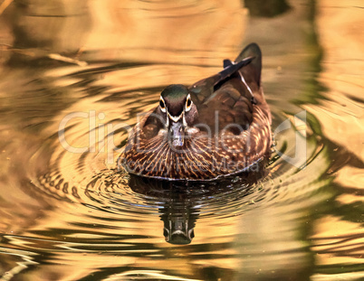 Brown female wood duck Aix sponsa