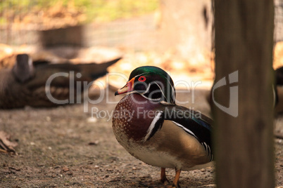 Bright male wood duck Aix sponsa