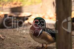 Bright male wood duck Aix sponsa