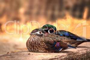 Sleeping pair of wood duck Aix sponsa