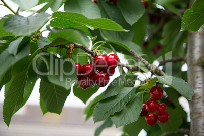 juicy vitamin bombs, cherry is a species of plant in the genus Prunus