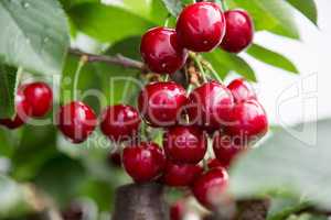 juicy vitamin bombs, cherry is a species of plant in the genus Prunus