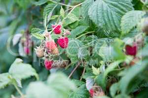 Now picking raspberries from your own garden