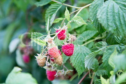Now picking raspberries from your own garden