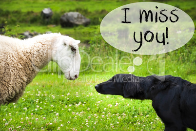 Dog Meets Sheep, Text I Miss You