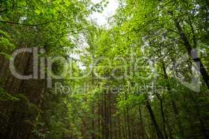 Beautiful Green Forest With Many Trees. Sunny Spring Or Summer Time