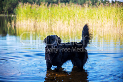 Flat Coated Retriever Swimming In Swedish Lake With Blue Water
