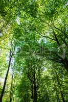 Sunny Green Branches Of Trees In Swedish Wood