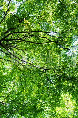 Sunny Green Branches Of Trees In Swedish Forest