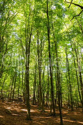 Beautiful Green Wood With Many Trees. Sunny Spring Or Summer Time