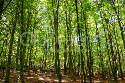 Beautiful Green Forest With Many Trees. Sunny Sumer Or Spring Time