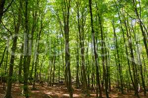 Beautiful Green Forest With Many Trees. Sunny Sumer Or Spring Time