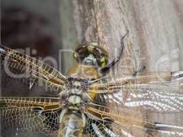 Dragonfly newly hatched on wood