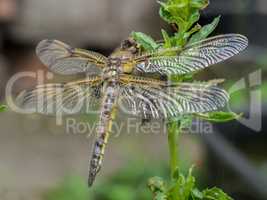 Dragonfly newly hatched on a plant  stem