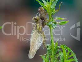 Dragonfly newly hatched on a plant  stem