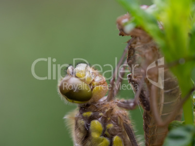 Dragonfly newly hatched on a plant  stem