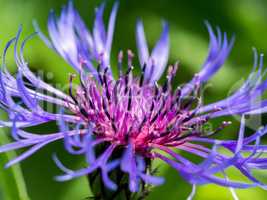Close up of a Mountain cornflower purple