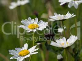 Marguerite on a meadow in summer
