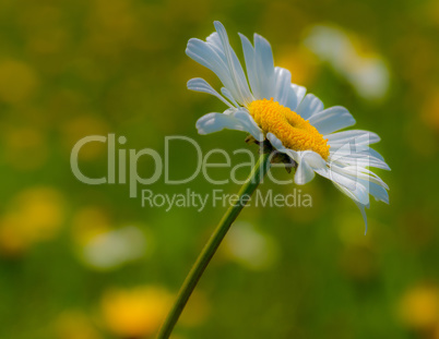 Marguerite on a meadow in summer