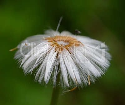 Close up of a coltsfoot flower