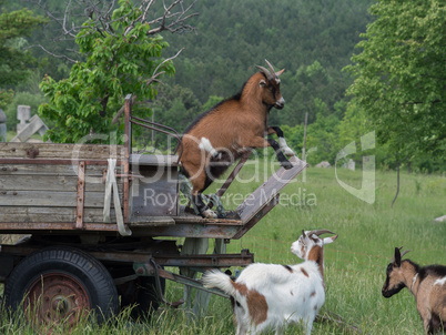 Playing goats on a wagon on pasture