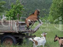 Playing goats on a wagon on pasture