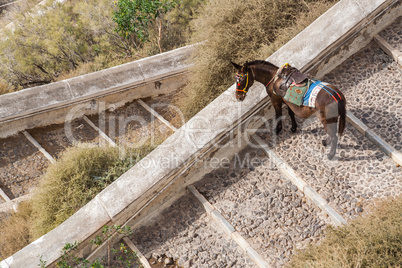 Donkey on Cobblestone Steps On the Island of Santorini Greece