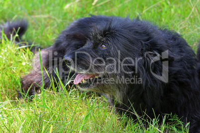 Schwarzer Hund liegt im Gras