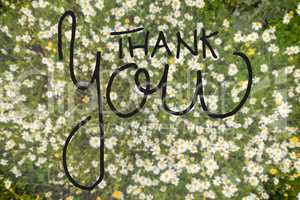 Top View Of Daisy Flower Meadow, Calligraphy Thank You