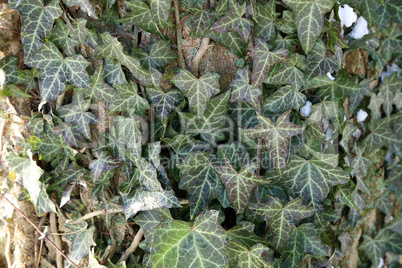 Hedera helix - Green ivy weaves a tree trunk