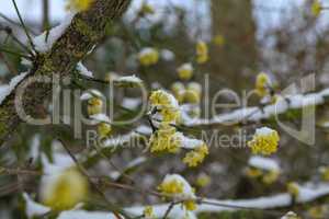 Small yellow bush flowers covered with snow