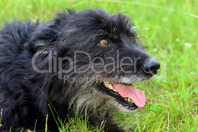 Schwarzer Hund liegt im Gras