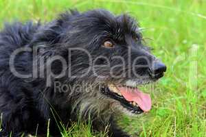 Schwarzer Hund liegt im Gras