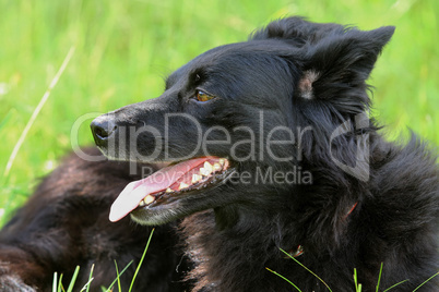 Schwarzer Hund liegt im Gras