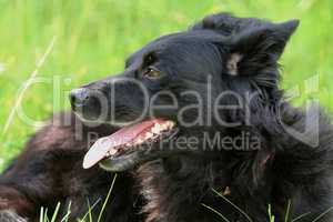 Schwarzer Hund liegt im Gras