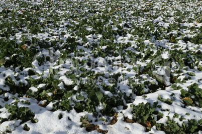 Field of green plants is covered with snow