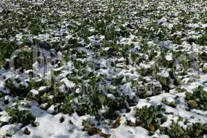 Field of green plants is covered with snow