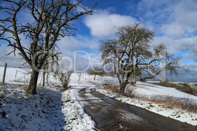 Winter landscape with road and trees on the side of the road