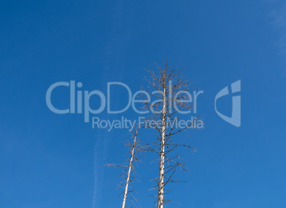 Bald trees after bark beetle attack with blue background in german region called Harz