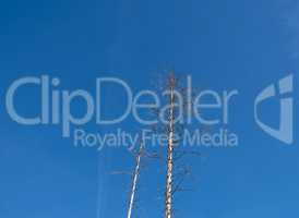 Bald trees after bark beetle attack with blue background in german region called Harz