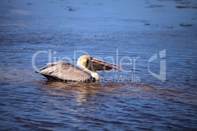Brown pelican Pelecanus occidentalis waterfowl bird