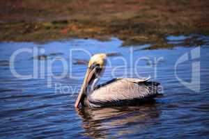 Brown pelican Pelecanus occidentalis waterfowl bird