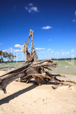 Driftwood at the edge of the ocean at Lighthouse Beach Park