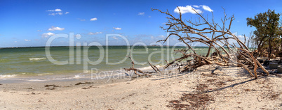 Driftwood and White sand along Lighthouse Beach Park