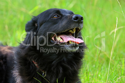 Schwarzer Hund liegt im Gras