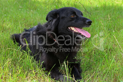 Schwarzer Hund liegt im Gras