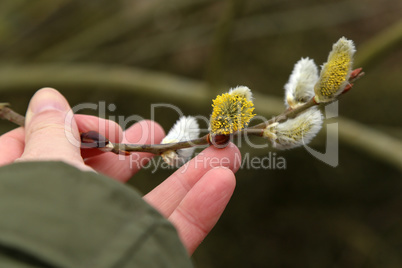 Man is holding a flowering willow branch in his hand