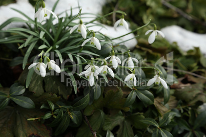 Snowdrops on the background of green grass in the spring forest
